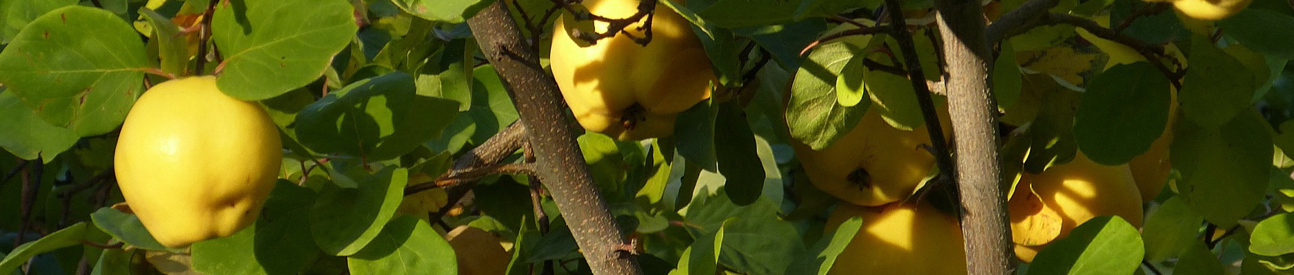 Verkauf-von-Likör Verkauf-von-Likör